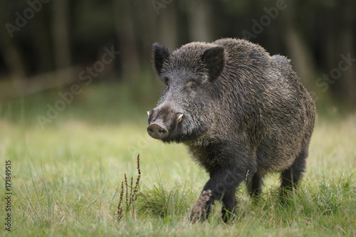 Male boar in meadow