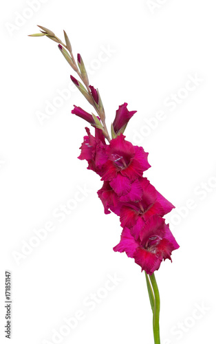 Obraz na płótnie gladiolus flower