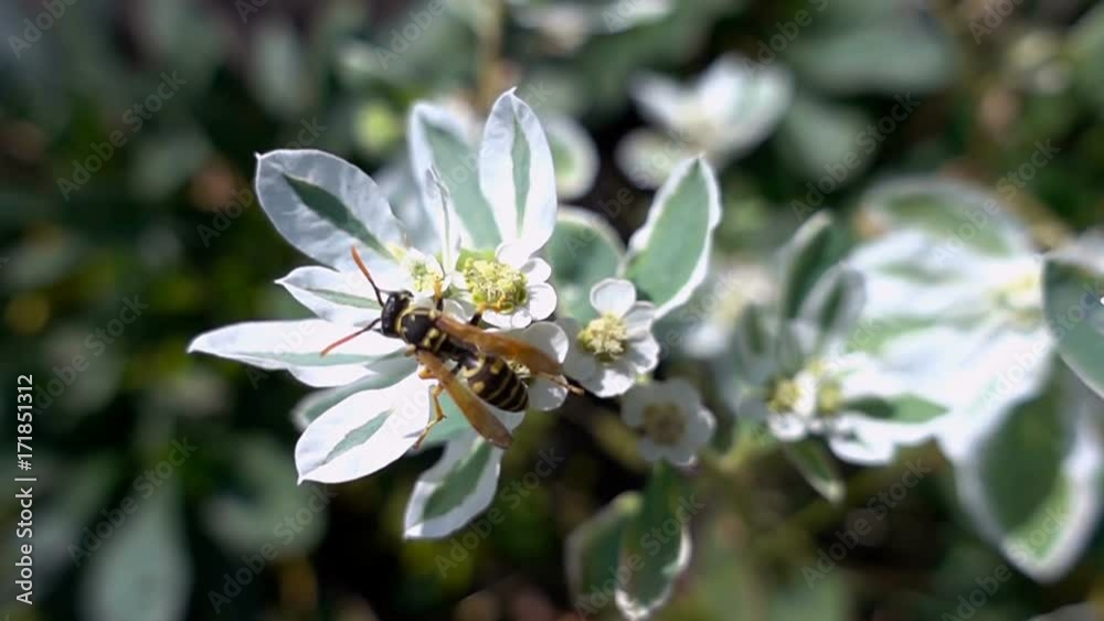 bee collects nectar from flowers, slow motion