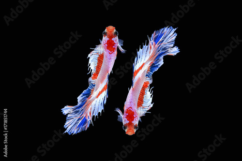 Halfmoon Siamese Fighting Fishes Isolated on Black Background,Clipping path