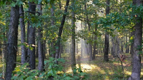 Rays of sunlight shine through the trees on a foggy morning in autumn photo