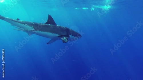 Wallpaper Mural Great white shark attempts to bite bait, POV Torontodigital.ca