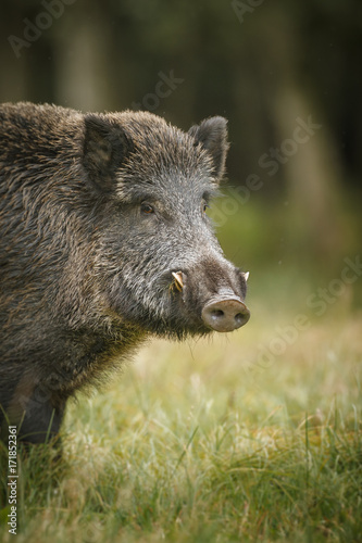 Big male wild boar