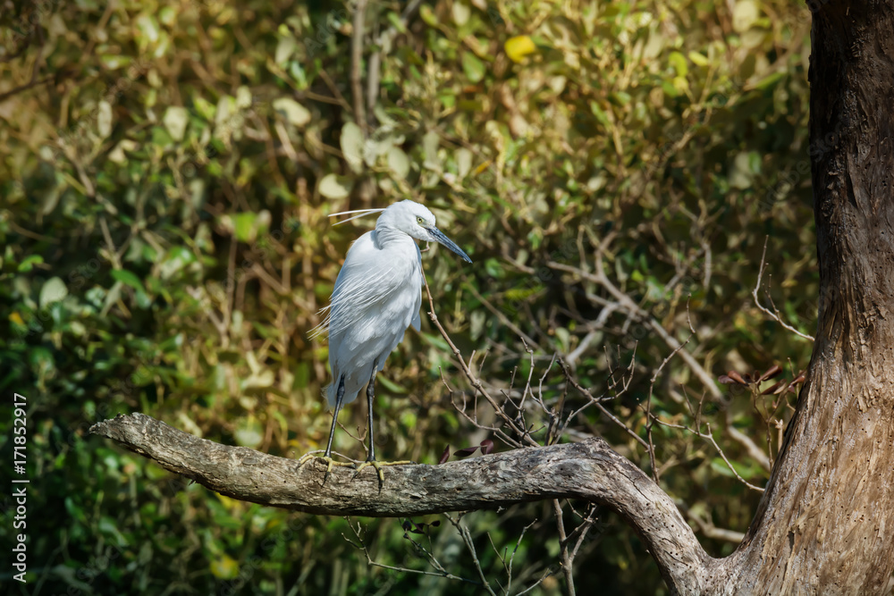 Fototapeta premium White water bird with long crest migrate to thailand in winter. Bird watching and photography is a good hobby to educate wildlife reserve attitude..