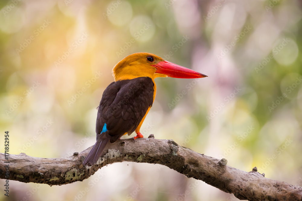 Fototapeta premium Red bill bird perching on mangrove tree..Big bill bird of southern thailand, brown winged kingfisher. Bird watching and photography is a good hobby to educate wildlife reserve attitude.