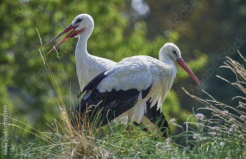 Obraz na plátne Storchenpaar Klapperstorch Ciconia ciconia