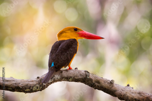 Red bill bird perching on mangrove tree..Big bill bird of southern thailand, brown winged kingfisher. Bird watching and photography is a good hobby to educate wildlife reserve attitude.