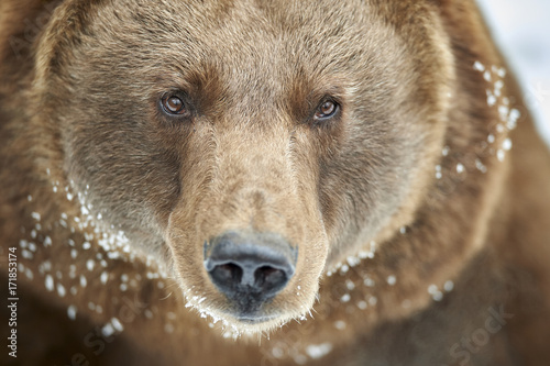 Europäischer Braunbär Ursus arctos Porträt
