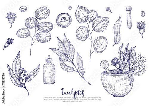 Eucalyptus medical leaves, flowers and bottles set isolated on white background. Engraved sketch style photo