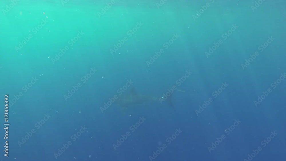 Great white shark in ocean water, Fiji Great white shark in ocean water, Fiji
