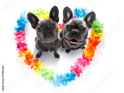 happy valentines dogs © Javier brosch