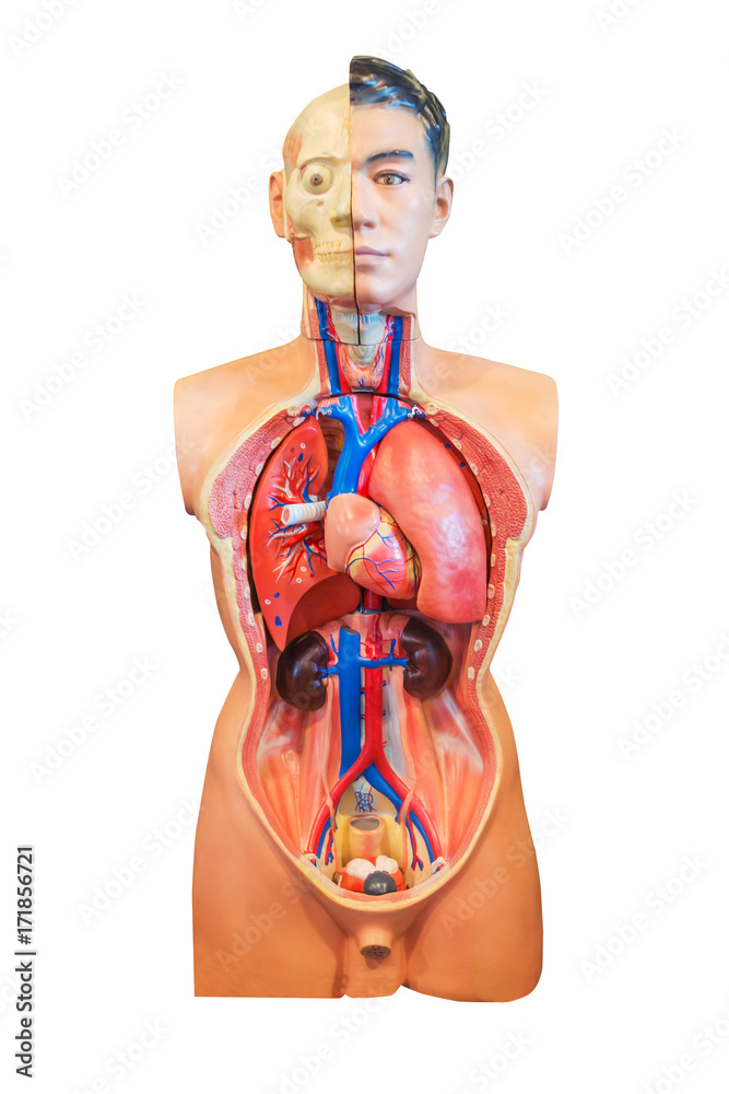 Anatomy human body model on white background. Part of human body model with  organ system medical education concept. Stock Photo | Adobe Stock