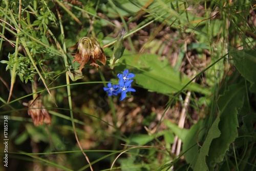 Bladder gentian (Gentiana utriculosa) in flower among withered flowers, italian Alps photo