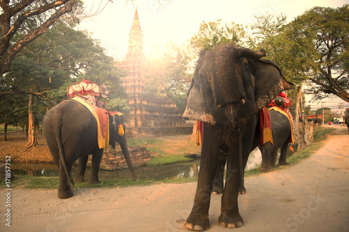 Photography Elephants tour in ancient city Ayutthaya, Thailand.