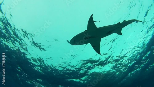 Low angle, lemon shark swims near surface