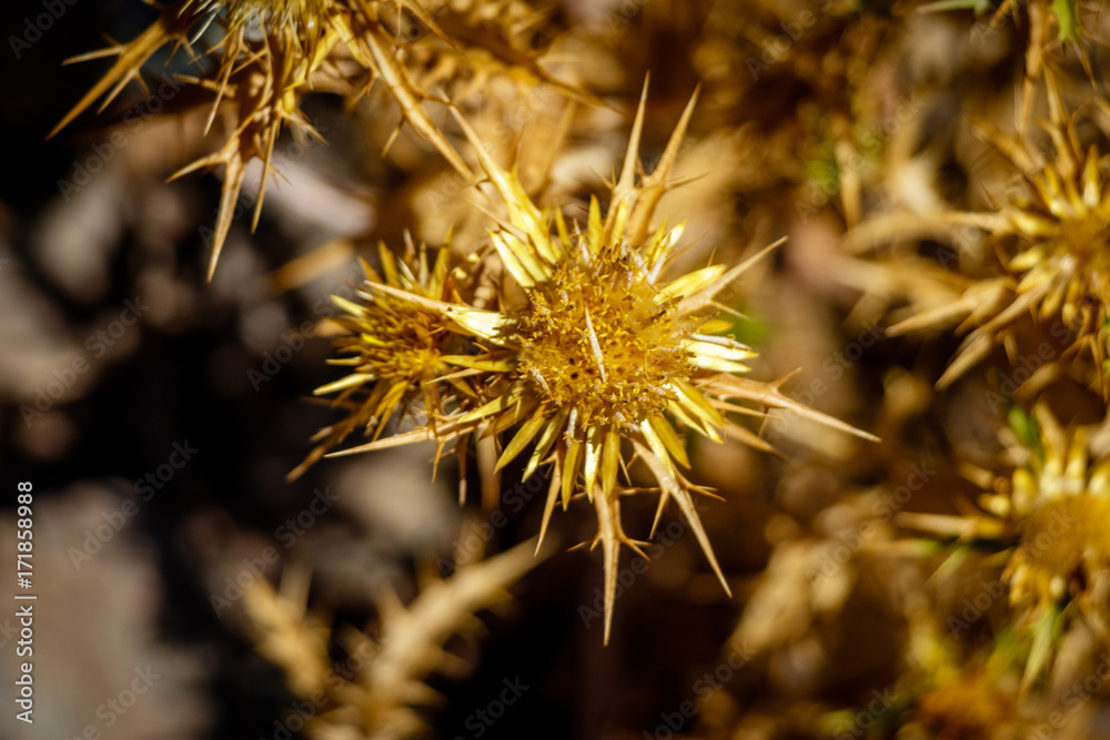 Dried out thistle in the beautiful gorges du tavignano Dried out thistle in the beautiful gorges du tavignano