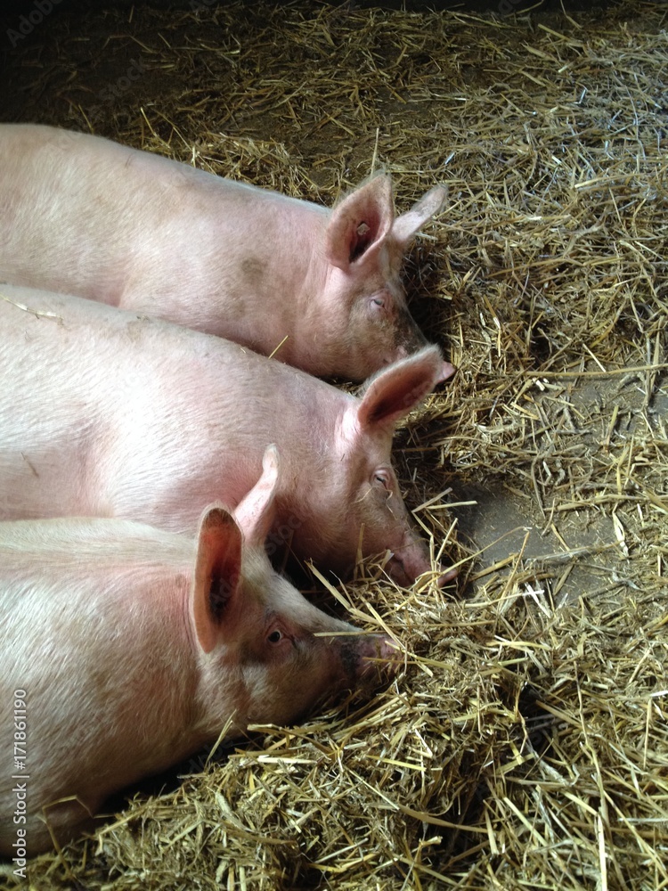 pig pig
