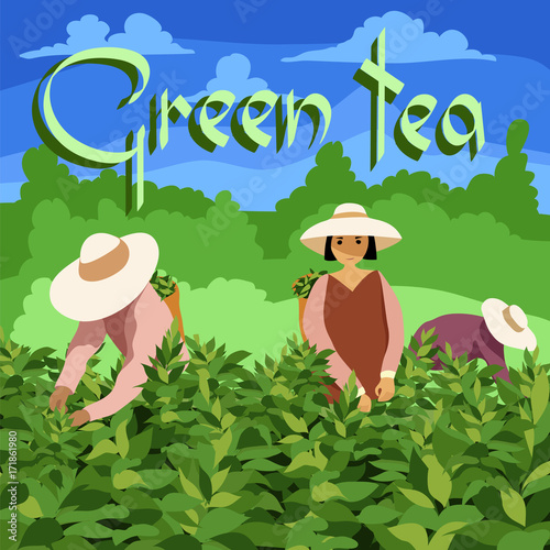 Tea picker