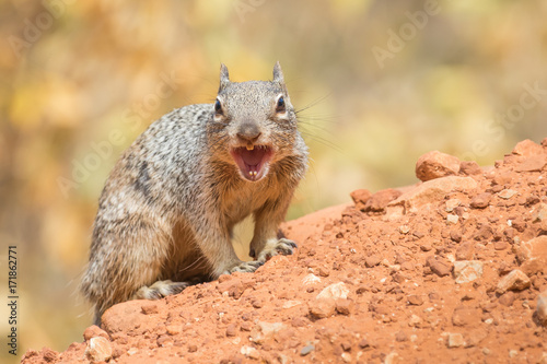 Angry squirrel in the Grand Canyon