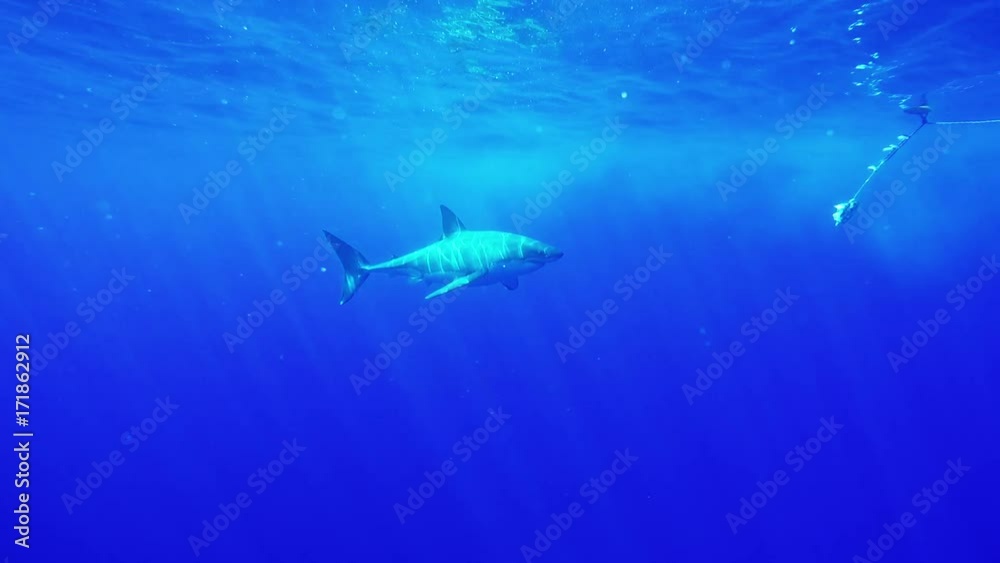 Great white shark circles around moving bait, POV Great white shark circles around moving bait, POV