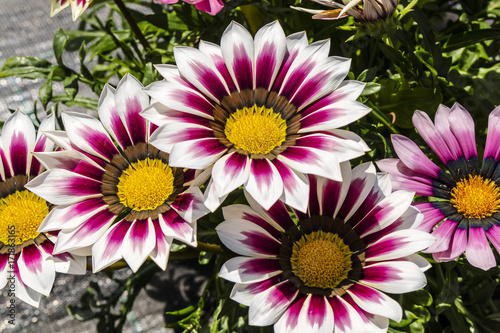 Large flowers of deep pink and white Gazania plant.