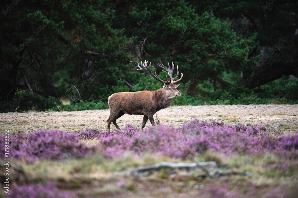 Solitary red deer stag in moorland with blooming heather.