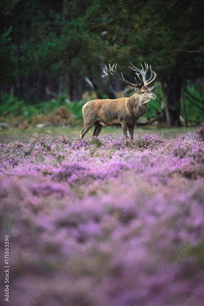 Obraz premium Solitary red deer stag in moorland with blooming heather.