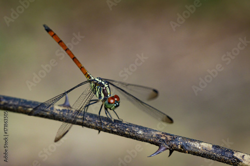 Image of Asiatic Blood Tailed Dragonfly(female) on dry branches. Insect Animal. (Lathrecista asiatica)
