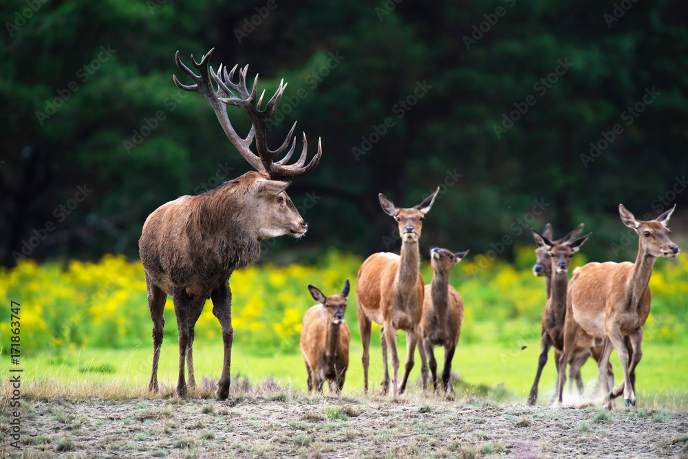 Naklejka premium Red deer stag with herd of hinds in field with yellow flowers.