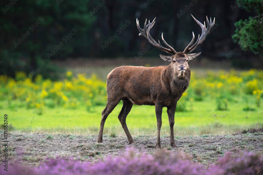 Fototapeta premium Solitary red deer stag in field of blooming heather and yellow flowers.