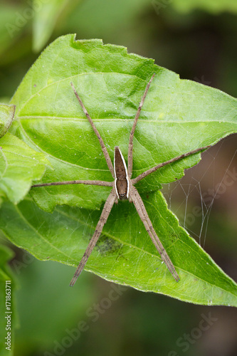 Image of Four-spotted Nursery Web Spider (Dolomedes triton) on a green leaf. Insect Animal