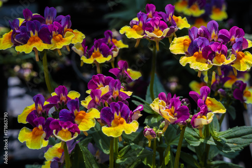 Fototapeta Naklejka Na Ścianę i Meble -  Purple and yellow Nemesia small bedding flowering plant (Rhubarb and Custard).