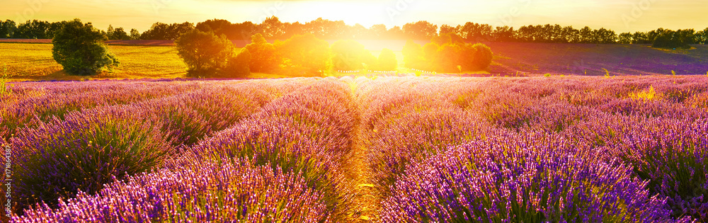 Obraz premium Lawendowe pole o zachodzie słońca
