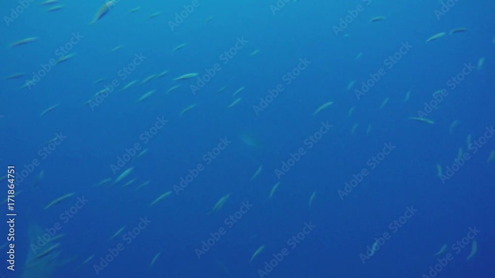 Great white shark swims under cage, POV Great white shark swims under cage, POV