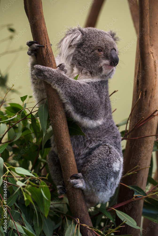 Fototapeta premium Koala