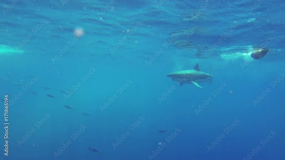Great white chases bait off coast of Fiji, underwater Great white chases bait off coast of Fiji, underwater
