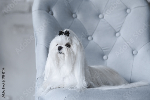 white dog