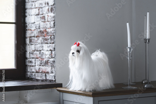 maltese