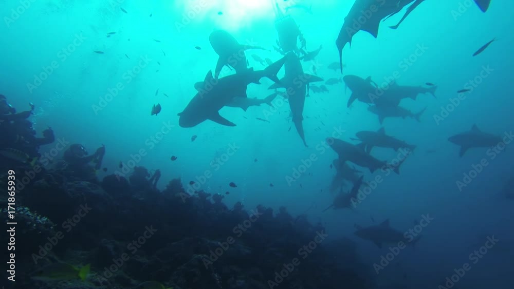 Low angle, silhouetted sharks swim over scuba divers Low angle, silhouetted sharks swim over scuba divers