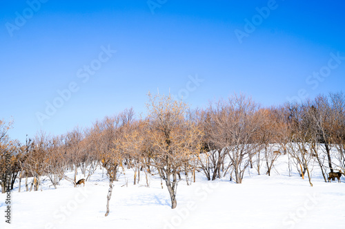 冬の知床　ウトロ・北海道 © tatsuo115