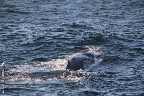 Pottwal in Norwegen