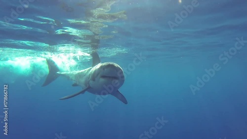 People in scuba cages watch great white shark in Fiji, POV