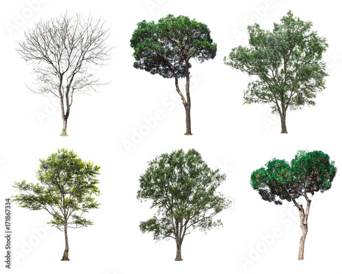 tree collection isolated on white background