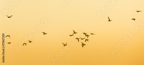 Geese Flock flying at sunrise in the sky