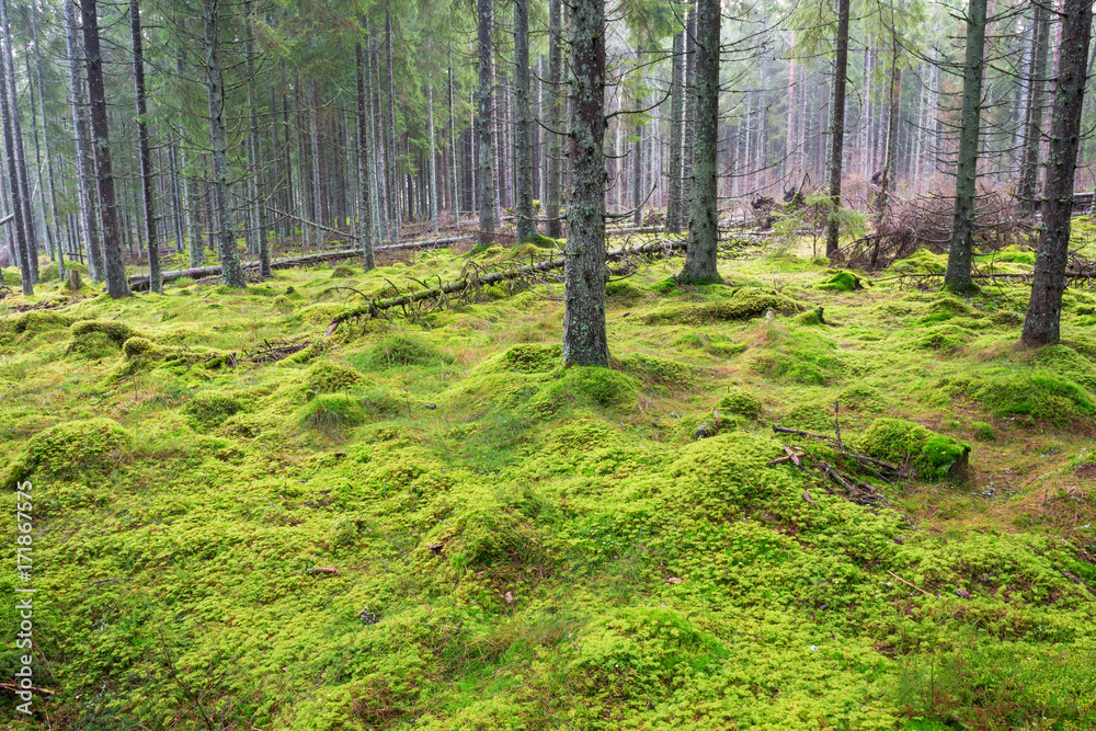 Fototapeta premium Spruce Forest landscape with moss on the ground