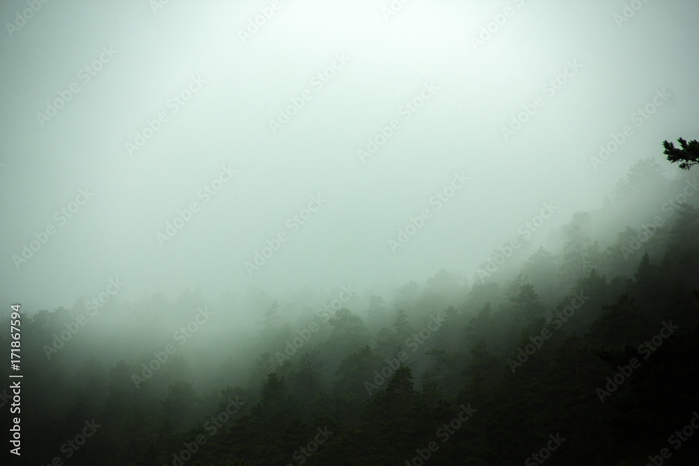 Green forest background with fog Green forest background with fog