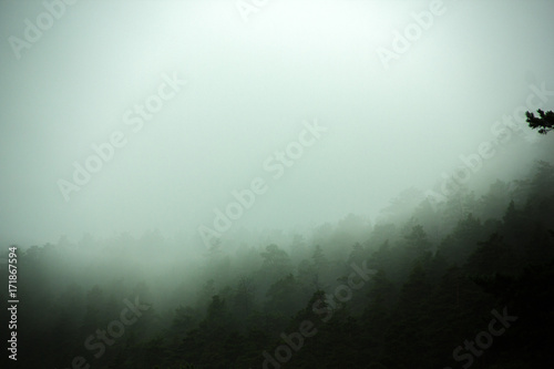 Green forest background with fog