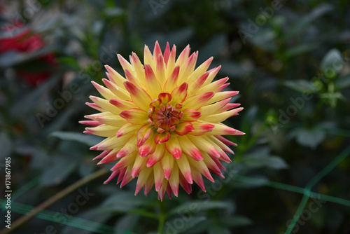 Fototapeta Naklejka Na Ścianę i Meble -  Dahlia cactus jaune et rose en été au jardin