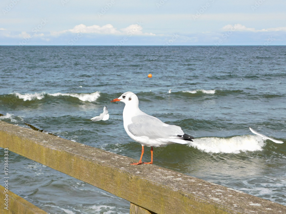 Möwen auf dem Steg Möwen auf dem Steg