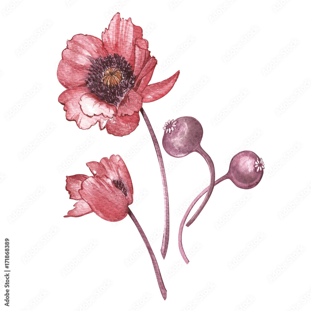 Obraz Illustration in watercolor of Poppies flower. Floral card with flowers. Botanical illustration.